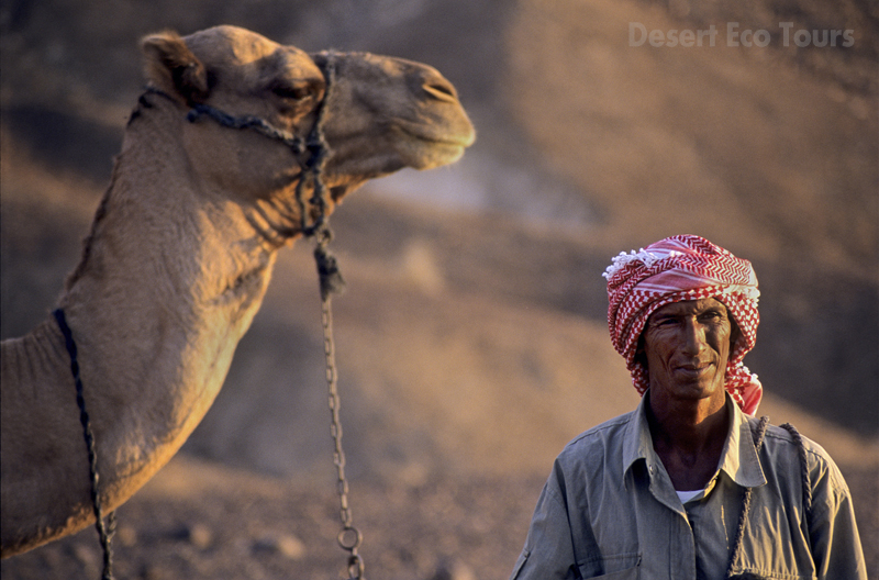 Camel tour in the Negev desert, Israel